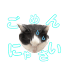 ねこすた・はちわれ猫バージョン（個別スタンプ：24）