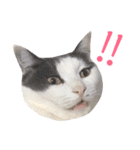 ねこすた・はちわれ猫バージョン（個別スタンプ：25）