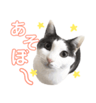 ねこすた・はちわれ猫バージョン（個別スタンプ：26）