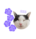 ねこすた・はちわれ猫バージョン（個別スタンプ：28）