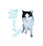 ねこすた・はちわれ猫バージョン（個別スタンプ：29）