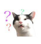 ねこすた・はちわれ猫バージョン（個別スタンプ：30）