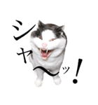 ねこすた・はちわれ猫バージョン（個別スタンプ：31）