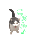ねこすた・はちわれ猫バージョン（個別スタンプ：32）