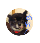 可愛い仔犬です（個別スタンプ：1）