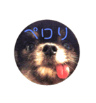 可愛い仔犬です（個別スタンプ：3）