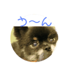 可愛い仔犬です（個別スタンプ：4）