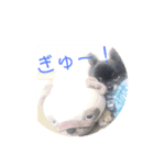 可愛い仔犬です（個別スタンプ：5）