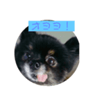 可愛い仔犬です（個別スタンプ：6）