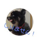 可愛い仔犬です（個別スタンプ：7）