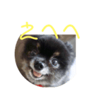 可愛い仔犬です（個別スタンプ：8）