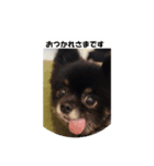 可愛い仔犬（個別スタンプ：1）