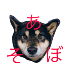 こんりき（個別スタンプ：4）