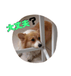 コーギーのすずスタンプ（個別スタンプ：8）