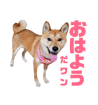 柴犬ももちゃん 写真バージョン part.6（個別スタンプ：1）