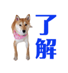 柴犬ももちゃん 写真バージョン part.6（個別スタンプ：2）