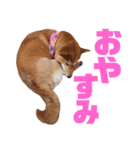 柴犬ももちゃん 写真バージョン part.6（個別スタンプ：3）