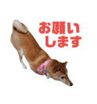 柴犬ももちゃん 写真バージョン part.6（個別スタンプ：4）