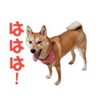 柴犬ももちゃん 写真バージョン part.6（個別スタンプ：5）