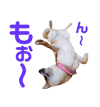 柴犬ももちゃん 写真バージョン part.6（個別スタンプ：6）