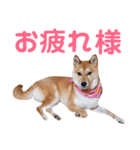 柴犬ももちゃん 写真バージョン part.6（個別スタンプ：7）