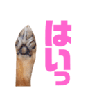 柴犬ももちゃん 写真バージョン part.6（個別スタンプ：8）