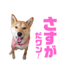 柴犬ももちゃん 写真バージョン part.6（個別スタンプ：9）