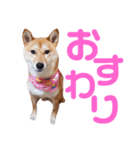 柴犬ももちゃん 写真バージョン part.6（個別スタンプ：10）