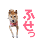 柴犬ももちゃん 写真バージョン part.6（個別スタンプ：11）