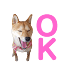 柴犬ももちゃん 写真バージョン part.6（個別スタンプ：12）