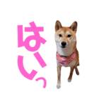 柴犬ももちゃん 写真バージョン part.6（個別スタンプ：13）