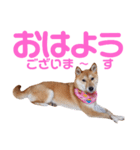 柴犬ももちゃん 写真バージョン part.6（個別スタンプ：14）