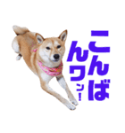 柴犬ももちゃん 写真バージョン part.6（個別スタンプ：15）