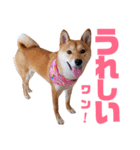 柴犬ももちゃん 写真バージョン part.6（個別スタンプ：16）