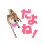柴犬ももちゃん 写真バージョン part.6（個別スタンプ：17）