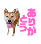 柴犬ももちゃん 写真バージョン part.6（個別スタンプ：18）
