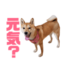 柴犬ももちゃん 写真バージョン part.6（個別スタンプ：20）