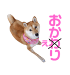 柴犬ももちゃん 写真バージョン part.6（個別スタンプ：21）