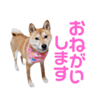 柴犬ももちゃん 写真バージョン part.6（個別スタンプ：22）