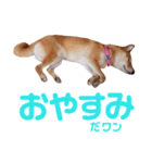 柴犬ももちゃん 写真バージョン part.6（個別スタンプ：23）