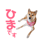 柴犬ももちゃん 写真バージョン part.6（個別スタンプ：24）