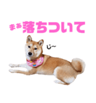 柴犬ももちゃん 写真バージョン part.6（個別スタンプ：25）