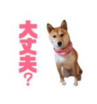 柴犬ももちゃん 写真バージョン part.6（個別スタンプ：26）