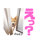 柴犬ももちゃん 写真バージョン part.6（個別スタンプ：27）