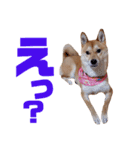柴犬ももちゃん 写真バージョン part.6（個別スタンプ：28）
