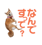 柴犬ももちゃん 写真バージョン part.6（個別スタンプ：30）