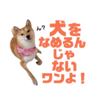 柴犬ももちゃん 写真バージョン part.6（個別スタンプ：31）