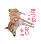 柴犬ももちゃん 写真バージョン part.6（個別スタンプ：32）