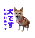 柴犬ももちゃん 写真バージョン part.6（個別スタンプ：33）