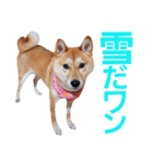 柴犬ももちゃん 写真バージョン part.6（個別スタンプ：35）